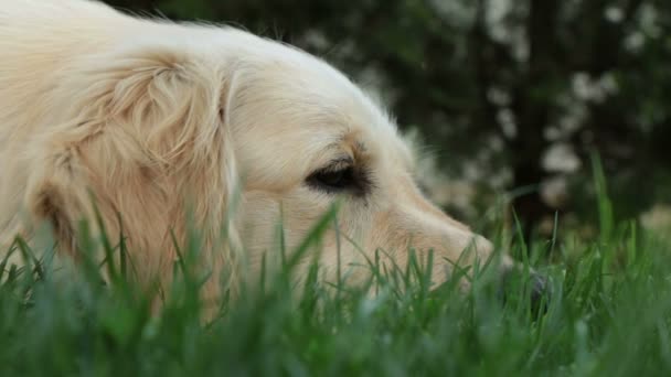 Golden retriever — Stockvideo