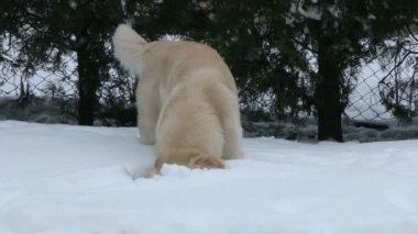 köpek koklama karda