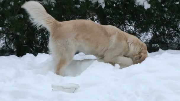 Hund schnüffelt im Schnee — Stockvideo