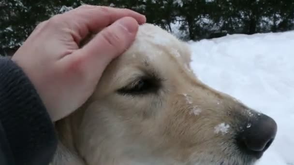 Petting hunden — Stockvideo