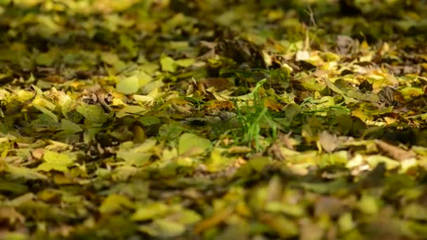 Laubstreu im Wald — Stockvideo