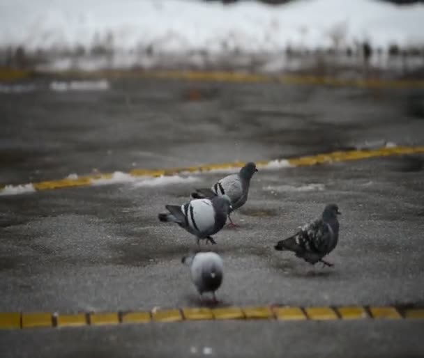 Palomas nieve — Vídeos de Stock