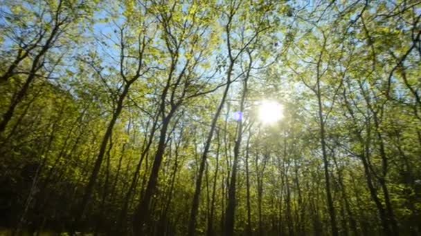 Raggi di sole tra gli alberi — Video Stock