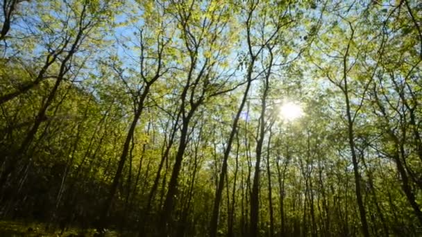 Zonnestralen door de bomen — Stockvideo