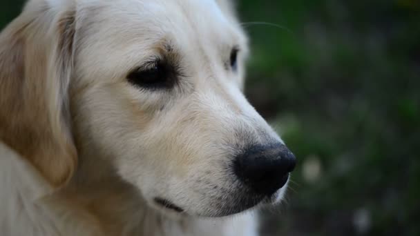 O cão piscando — Vídeo de Stock