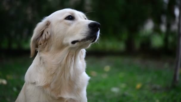 El perro guiño — Vídeos de Stock