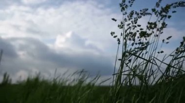 Rüzgarda sallanan çimen