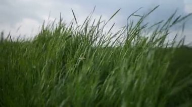 Rüzgarda sallanan çimen