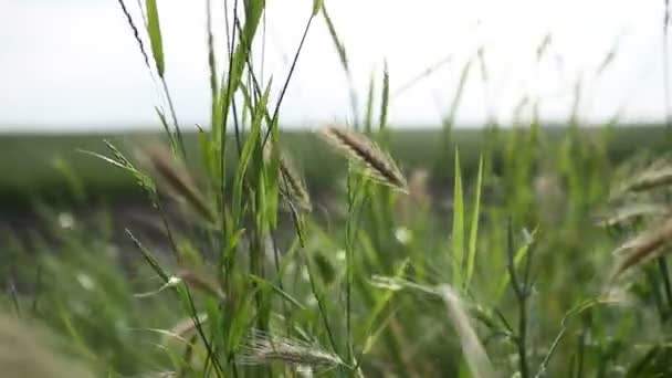 Hierba balanceándose en el viento — Vídeo de stock