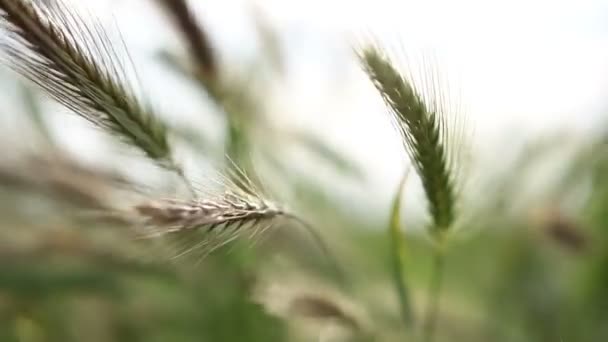 Gras swingend in de wind — Stockvideo