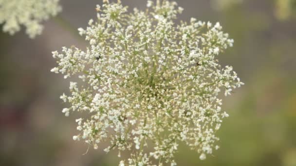 Hierba en flor — Vídeos de Stock