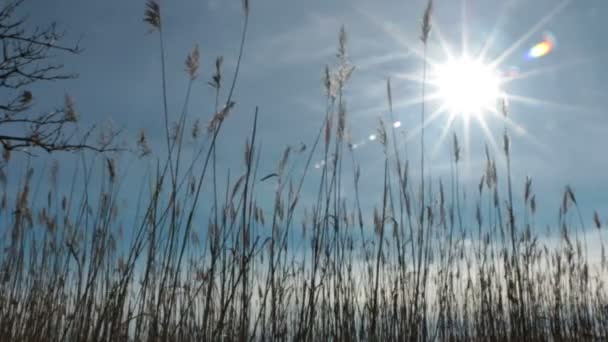在夕阳中摇摆的芦苇 — 图库视频影像