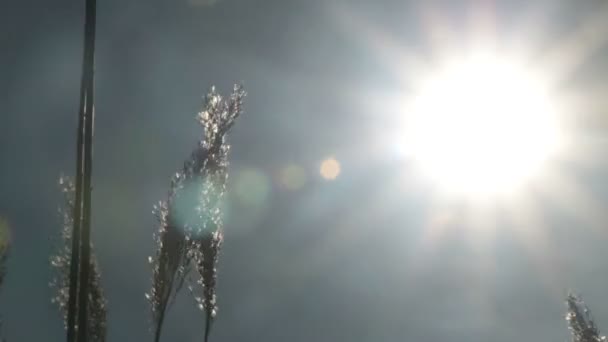 Roseau balançant au coucher du soleil — Video