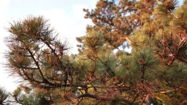 Coniferous pine wood — Stock Video