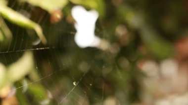 Ağaç dalları spiderweb