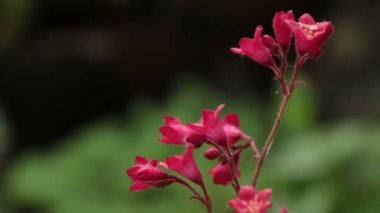 Çiçek düşen su damlaları