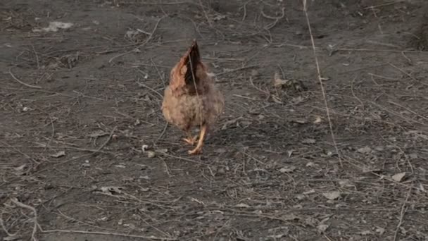 Chiken να σκαλίσουν το έδαφος — Αρχείο Βίντεο