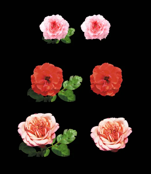 Ένα Σετ Τριαντάφυλλα Καμήλα Τριαντάφυλλα Παστέλ Ροζ Λουλούδι Καμία Σκιά — Φωτογραφία Αρχείου