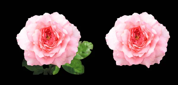 Een Set Rozen Camellia Rozen Pastel Roze Bloem Geen Schaduw — Stockfoto