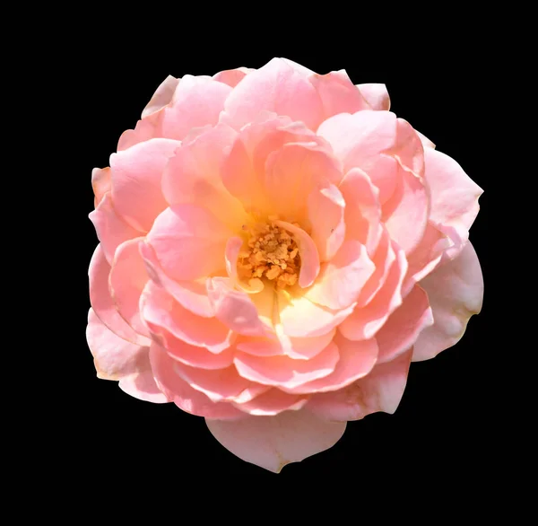 Set Roses Camellia Roses Pastel Pink Flower Shadow Isolated White — Stock Photo, Image