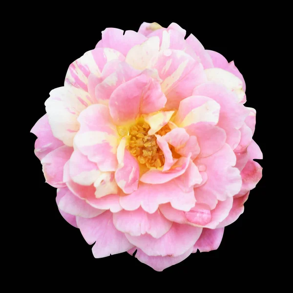 Een Set Rozen Camellia Rozen Pastel Roze Bloem Geen Schaduw — Stockfoto