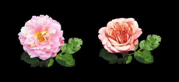 A set of roses camellia roses, pastel pink flower, no shadow, isolated in white background, roses with clipping path, Valentine\'s day, romantic, love, women\'s day, Mother\'s day, Thanksgiving, spring