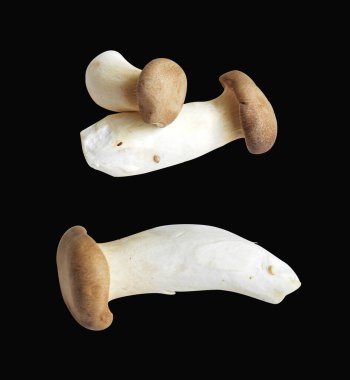 Siyah arka planda kırpma yolu olan beyaz mantar, gölge yok, yemek malzemesi