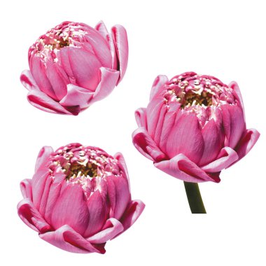 Güzel pembe nilüfer çiçeği soyutlanmış, kırpma yolu olmayan, beyaz arkaplan, kenar görüş, Buda lotusu, huzur ve meditasyon, pastel pembe arka planda izole edilmiş pembe nilüfer çiçeği, Çin Ortalarında Sonbahar Festivali