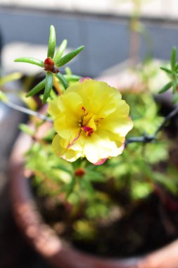 Portekiz ihtişamı ya da yosun gülleri ya da güneşli balkon arka planında Purslane, güneş ışığında yosun gülü