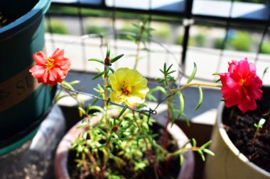 Portekiz ihtişamı ya da yosun gülleri ya da güneşli balkon arka planında Purslane, güneş ışığında yosun gülü