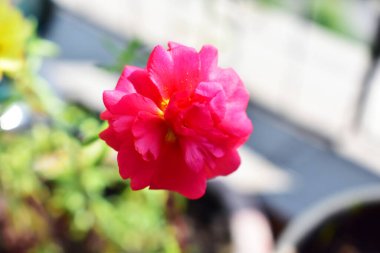 Portekiz ihtişamı ya da yosun gülleri ya da güneşli balkon arka planında Purslane, güneş ışığında yosun gülü
