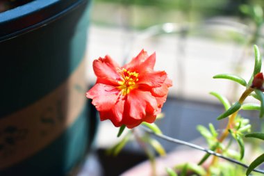 Portekiz ihtişamı ya da yosun gülleri ya da güneşli balkon arka planında Purslane, güneş ışığında yosun gülü