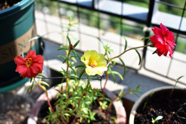 Portekiz ihtişamı ya da yosun gülleri ya da güneşli balkon arka planında Purslane, güneş ışığında yosun gülü
