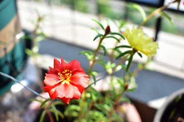 Portekiz ihtişamı ya da yosun gülleri ya da güneşli balkon arka planında Purslane, güneş ışığında yosun gülü