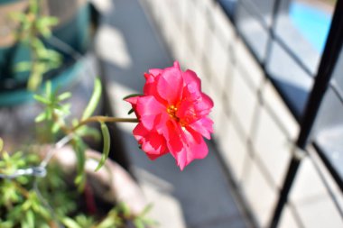 Portekiz ihtişamı ya da yosun gülleri ya da güneşli balkon arka planında Purslane, güneş ışığında yosun gülü