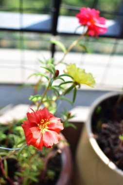 Portekiz ihtişamı ya da yosun gülleri ya da güneşli balkon arka planında Purslane, güneş ışığında yosun gülü