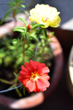 Portekiz ihtişamı ya da yosun gülleri ya da güneşli balkon arka planında Purslane, güneş ışığında yosun gülü