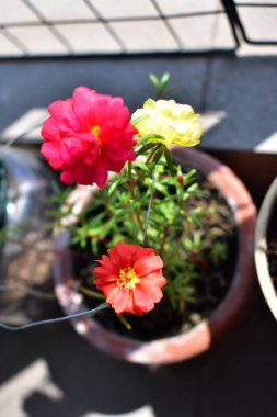 Portekiz ihtişamı ya da yosun gülleri ya da güneşli balkon arka planında Purslane, güneş ışığında yosun gülü