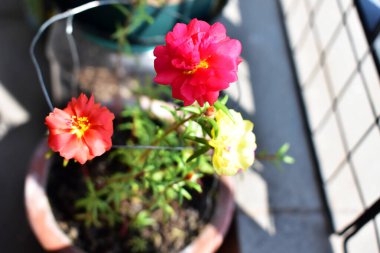Portekiz ihtişamı ya da yosun gülleri ya da güneşli balkon arka planında Purslane, güneş ışığında yosun gülü