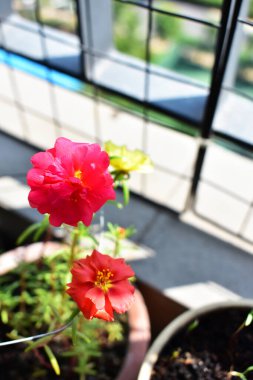 Portekiz ihtişamı ya da yosun gülleri ya da güneşli balkon arka planında Purslane, güneş ışığında yosun gülü