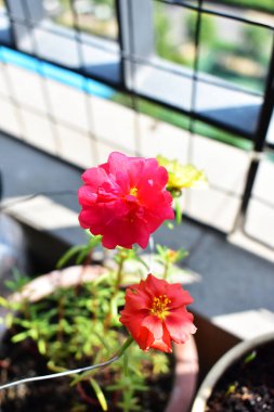Portekiz ihtişamı ya da yosun gülleri ya da güneşli balkon arka planında Purslane, güneş ışığında yosun gülü