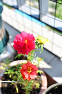 Portekiz ihtişamı ya da yosun gülleri ya da güneşli balkon arka planında Purslane, güneş ışığında yosun gülü