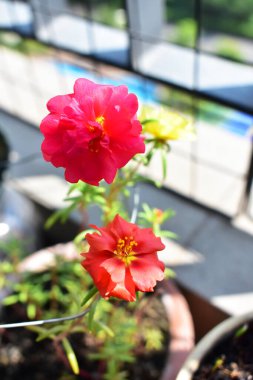 Portekiz ihtişamı ya da yosun gülleri ya da güneşli balkon arka planında Purslane, güneş ışığında yosun gülü