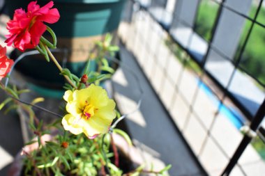 Portekiz ihtişamı ya da yosun gülleri ya da güneşli balkon arka planında Purslane, güneş ışığında yosun gülü