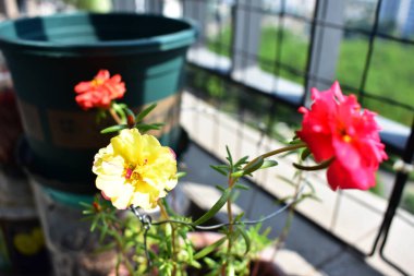 Portekiz ihtişamı ya da yosun gülleri ya da güneşli balkon arka planında Purslane, güneş ışığında yosun gülü