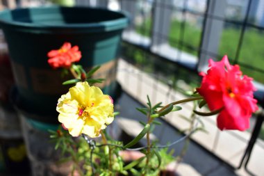 Portekiz ihtişamı ya da yosun gülleri ya da güneşli balkon arka planında Purslane, güneş ışığında yosun gülü