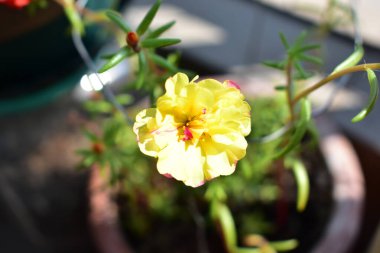 Portekiz ihtişamı ya da yosun gülleri ya da güneşli balkon arka planında Purslane, güneş ışığında yosun gülü