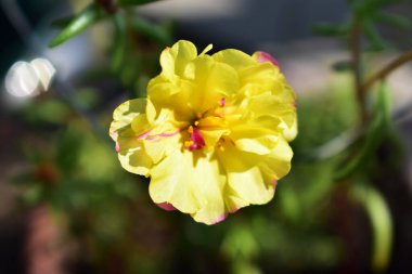 Portekiz ihtişamı ya da yosun gülleri ya da güneşli balkon arka planında Purslane, güneş ışığında yosun gülü