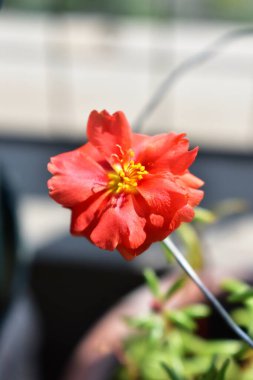 Portekiz ihtişamı ya da yosun gülleri ya da güneşli balkon arka planında Purslane, güneş ışığında yosun gülü