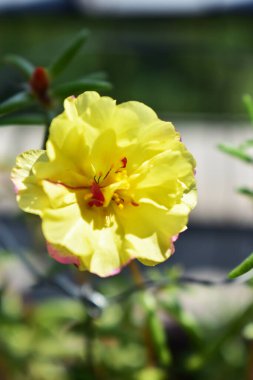 Portekiz ihtişamı ya da yosun gülleri ya da güneşli balkon arka planında Purslane, güneş ışığında yosun gülü